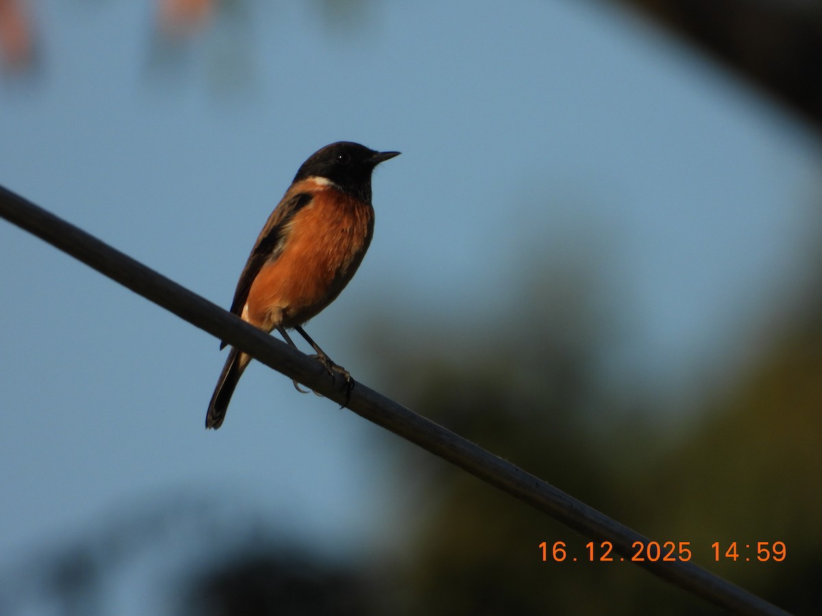 Siberian Stonechat - ML647019790