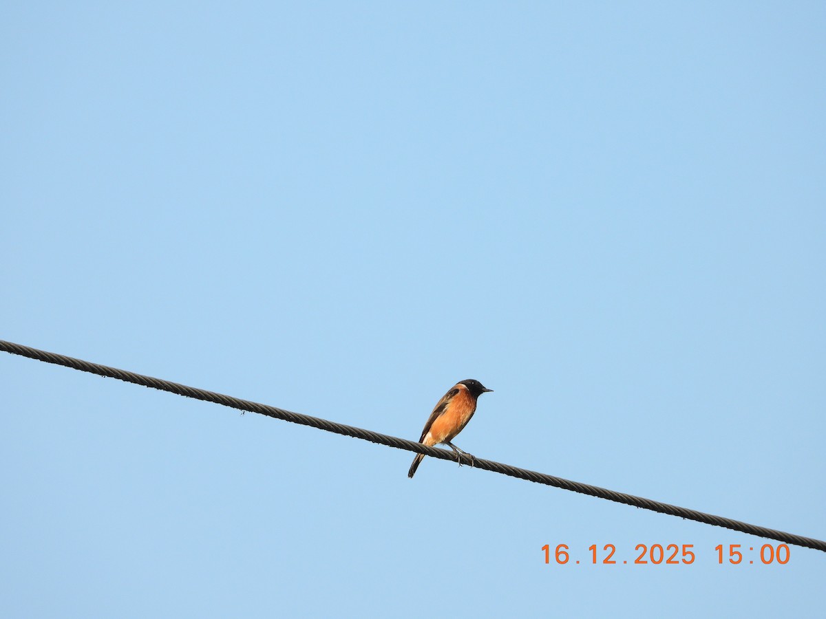 Siberian Stonechat - ML647019791