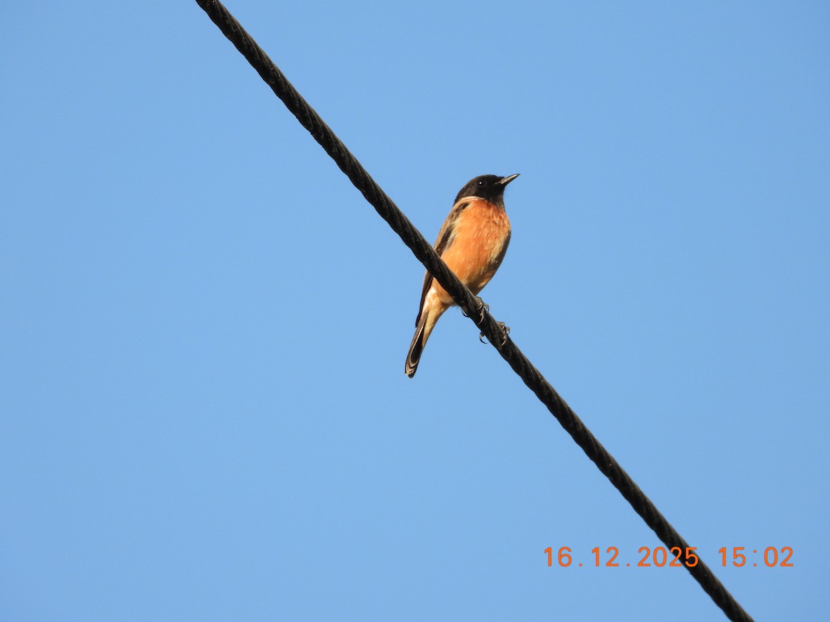 Siberian Stonechat - ML647019792