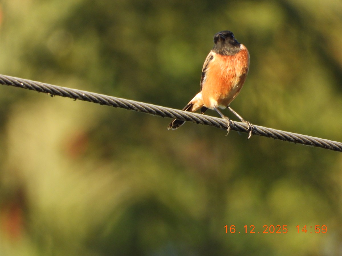 Siberian Stonechat - ML647019793