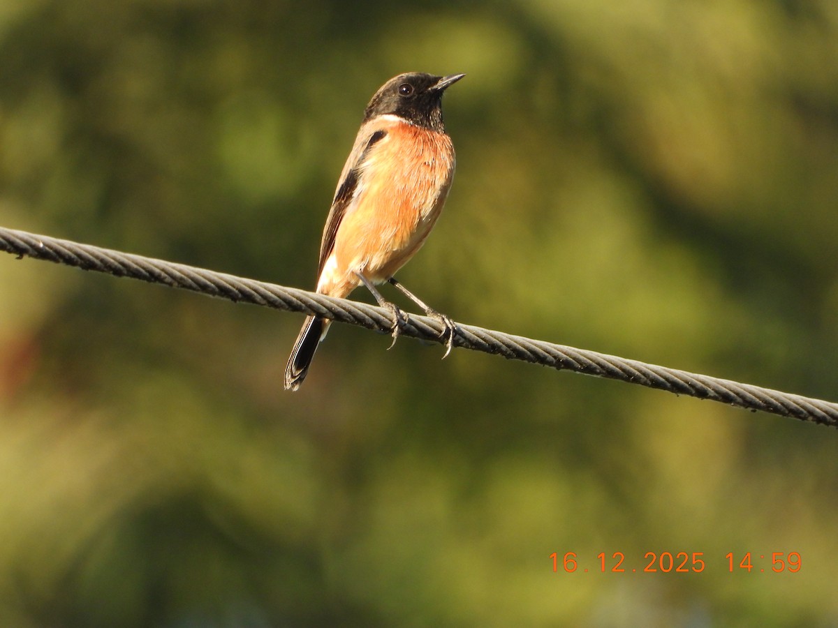 Siberian Stonechat - ML647019794