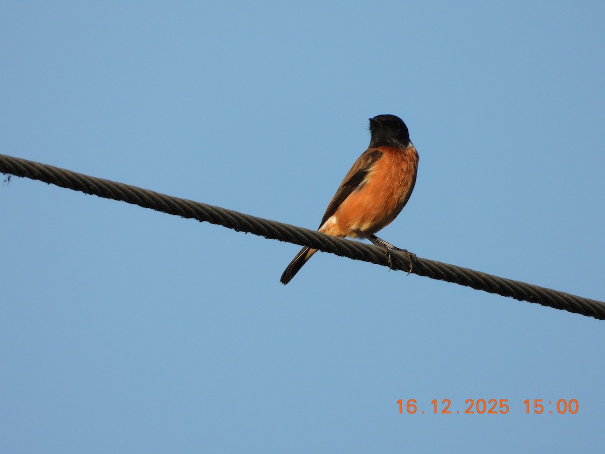 Siberian Stonechat - ML647019795