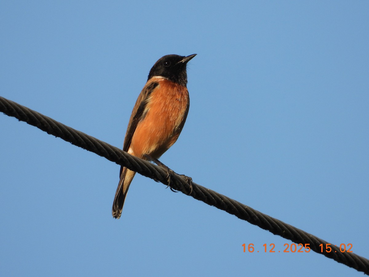 Siberian Stonechat - ML647019796