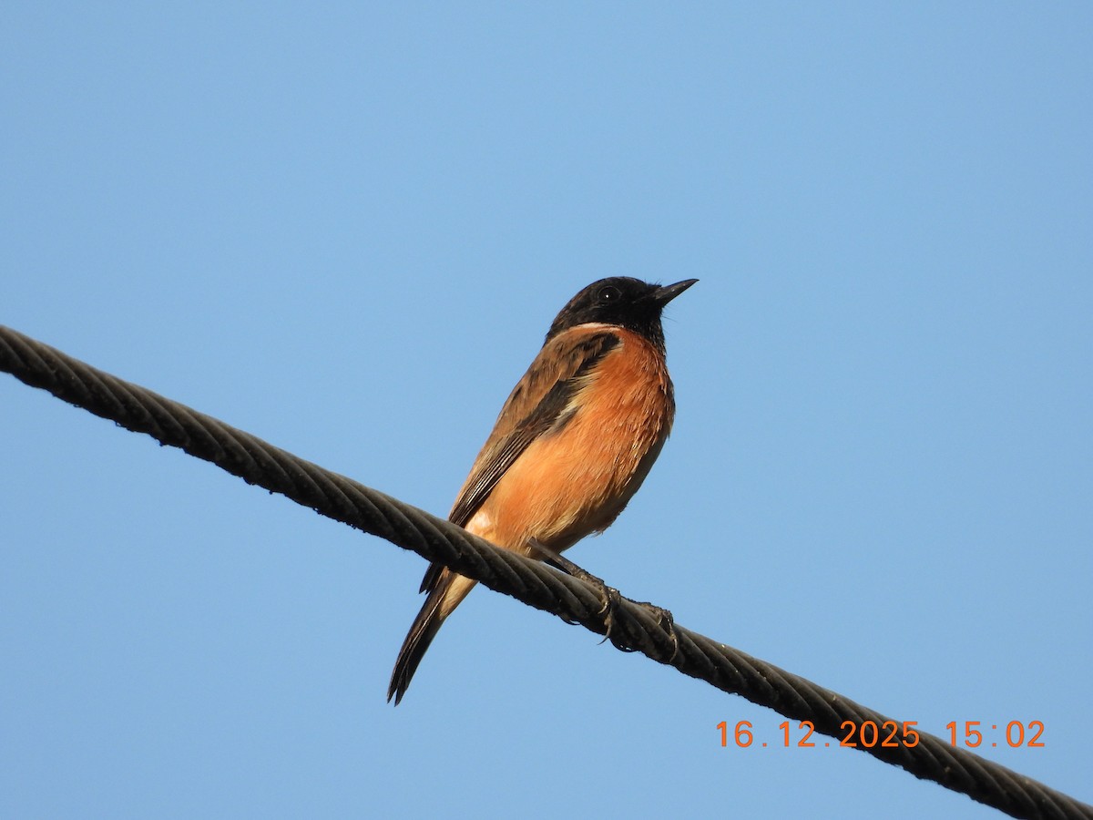 Siberian Stonechat - ML647019797