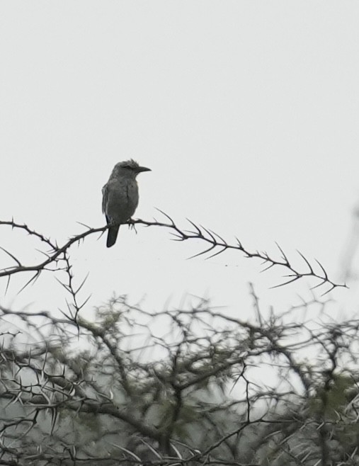 European Roller - ML647019808