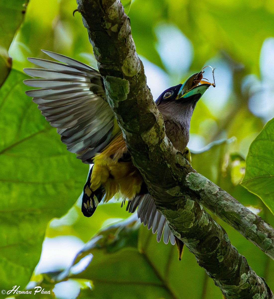 Banded Broadbill (Javan) - ML647019809