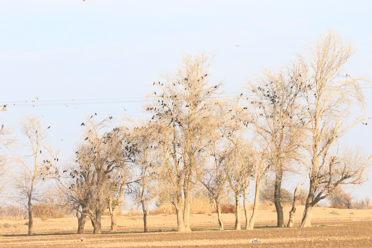 Eurasian Jackdaw - ML647019810