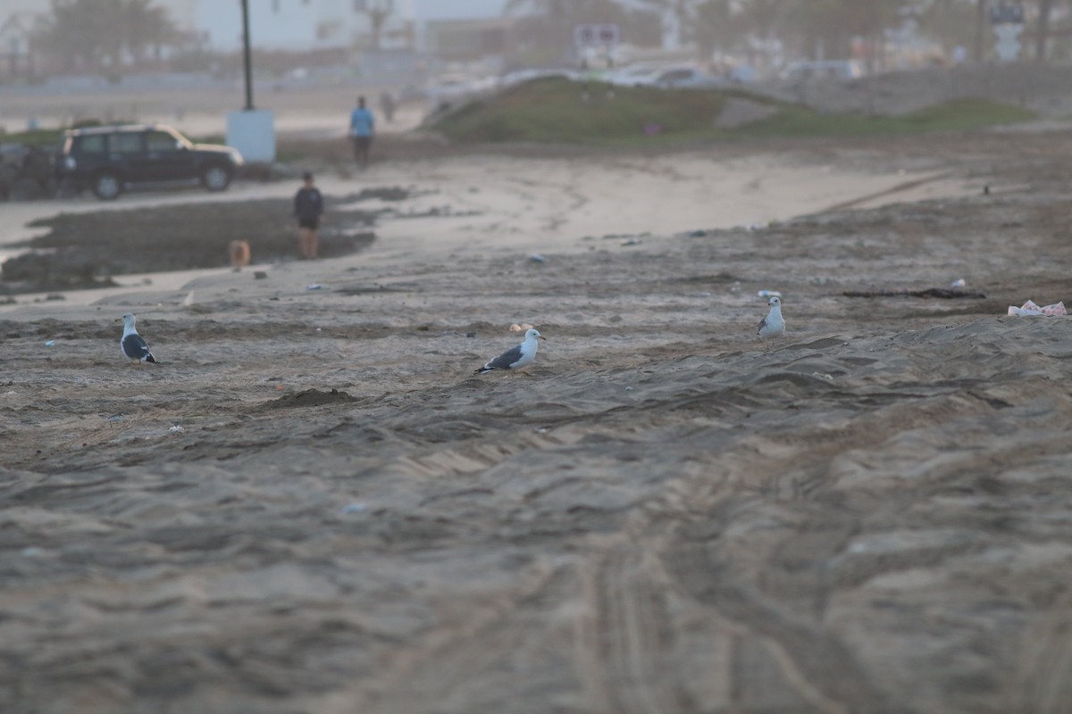 Lesser Black-backed Gull - ML647019811