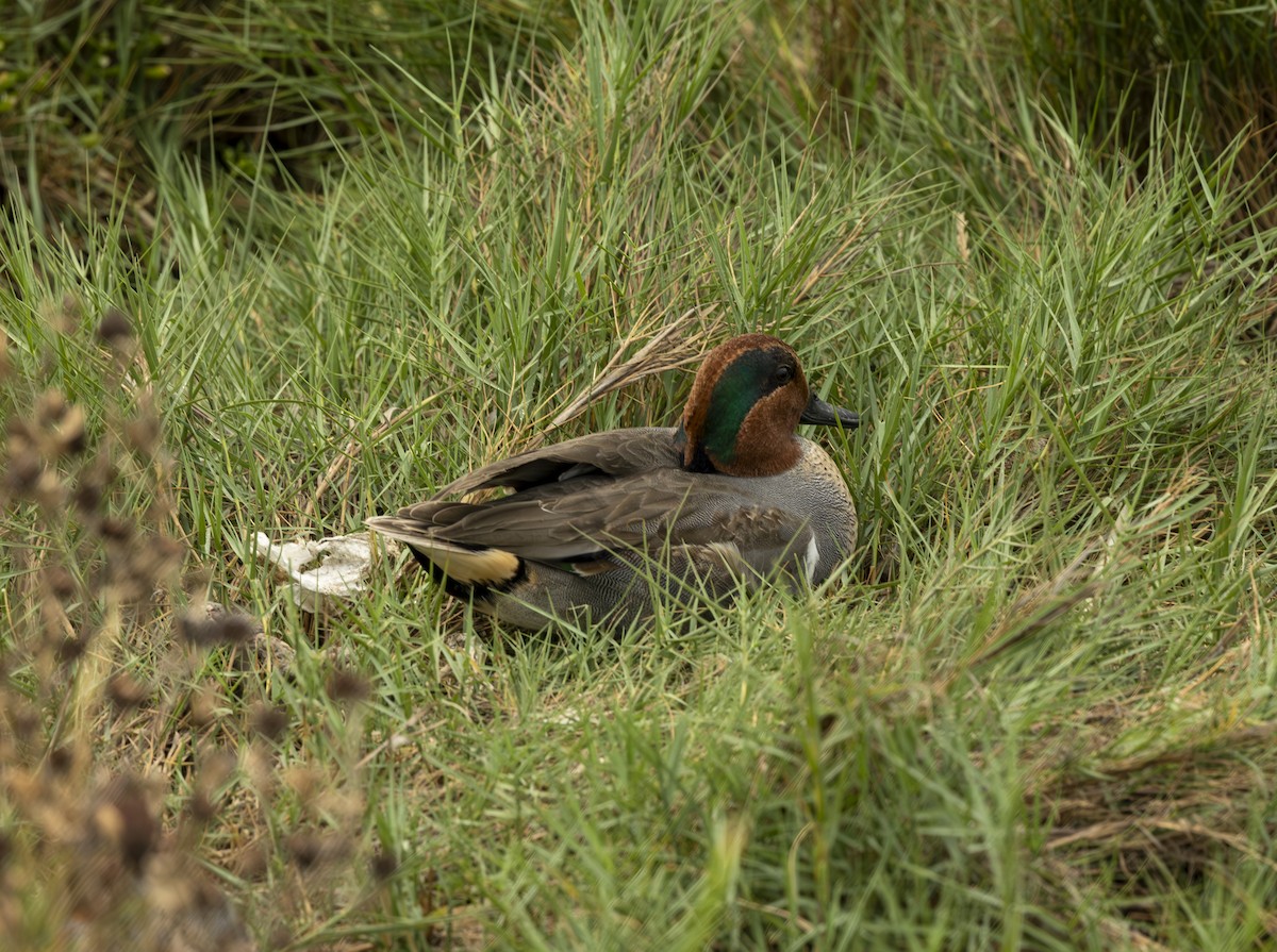 Green-winged Teal - ML647019812