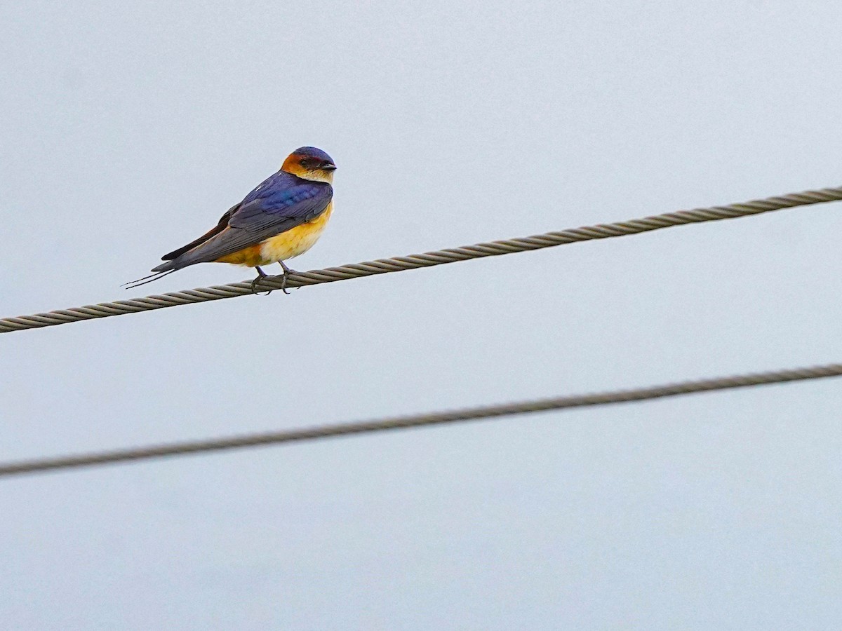 Eastern Red-rumped Swallow - ML647019813