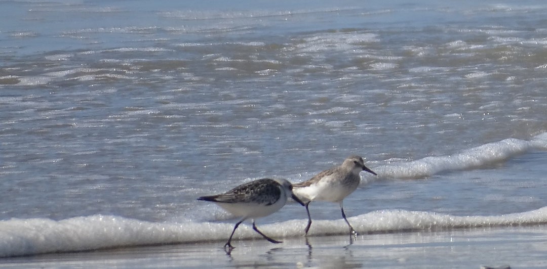White-rumped Sandpiper - ML647019816