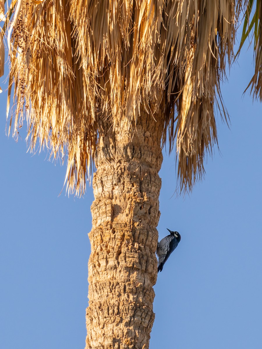 Acorn Woodpecker - ML647019818