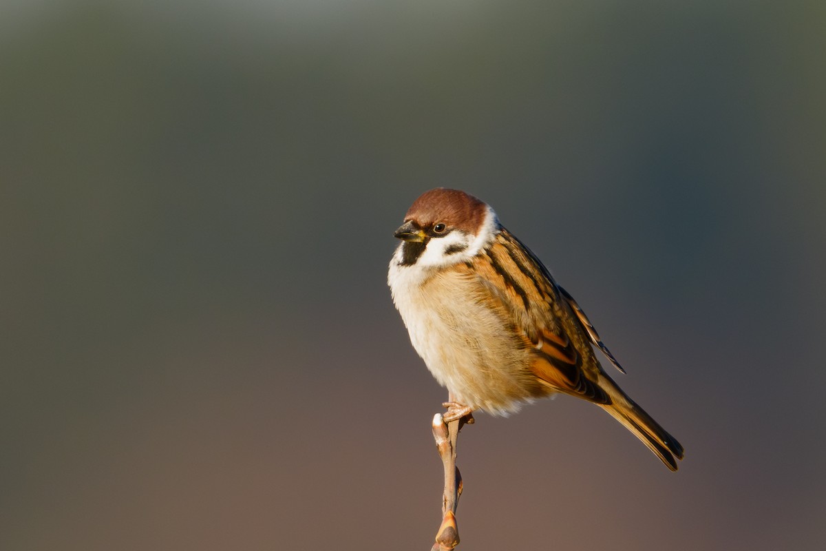 Eurasian Tree Sparrow - ML647019819
