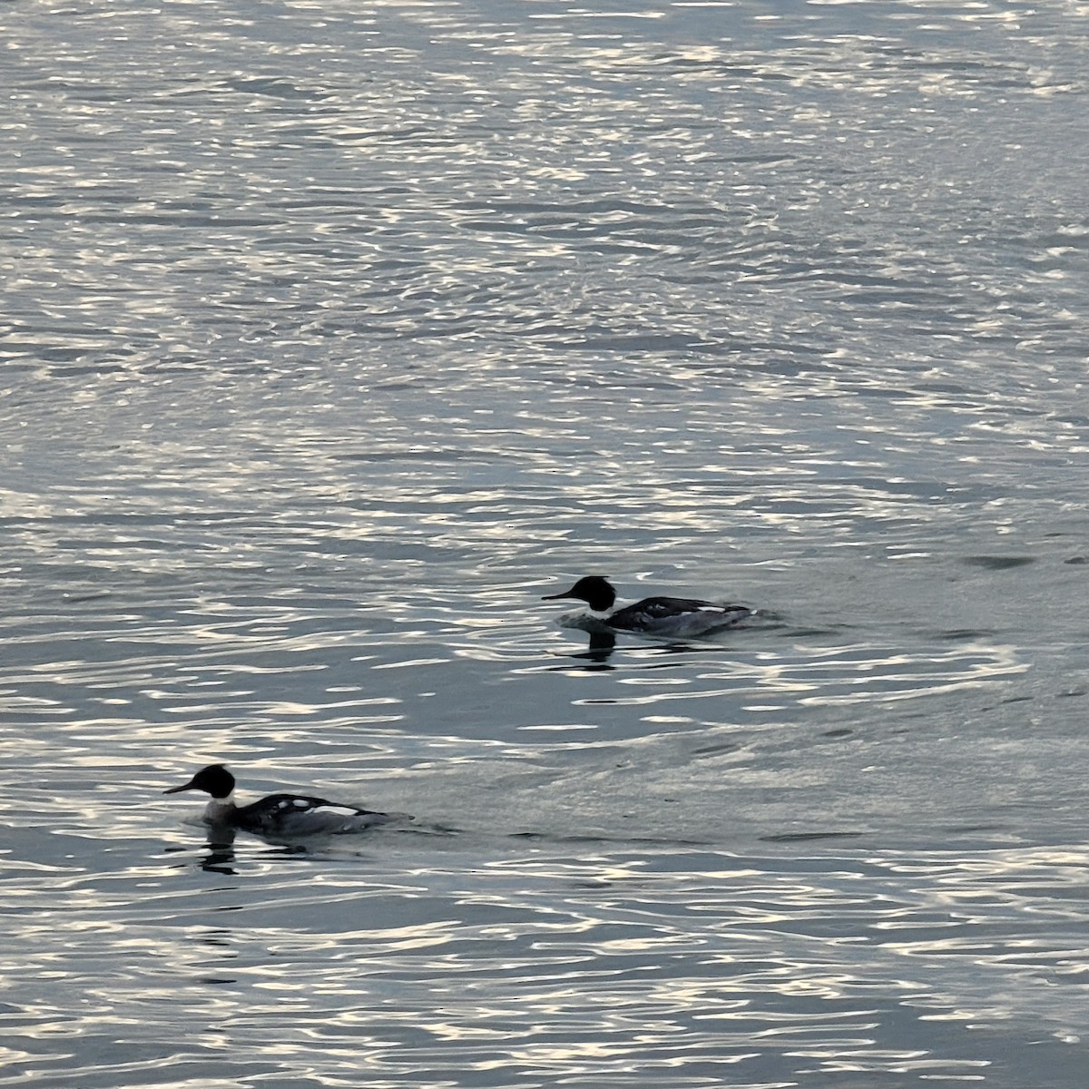 Red-breasted Merganser - ML647019820