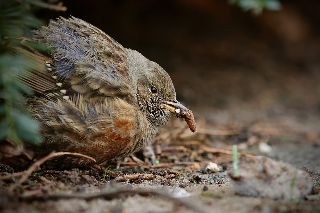 Alpine Accentor - ML647019821