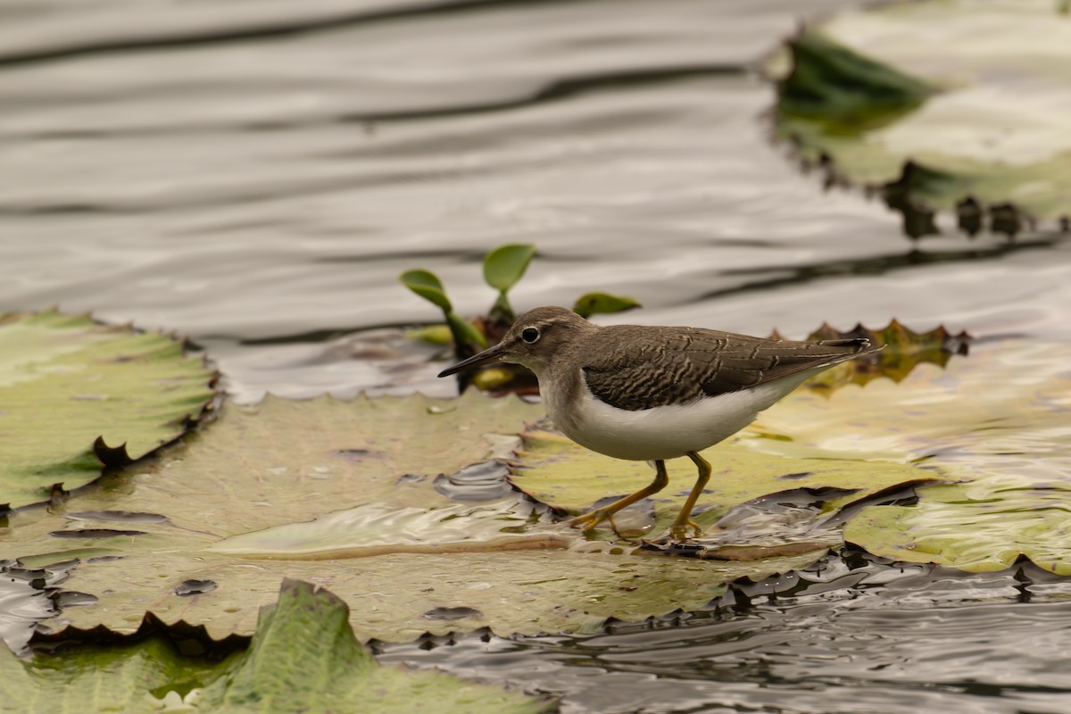 アメリカイソシギ - ML647019822