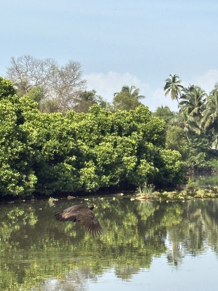 טווס הודי - ML647019831