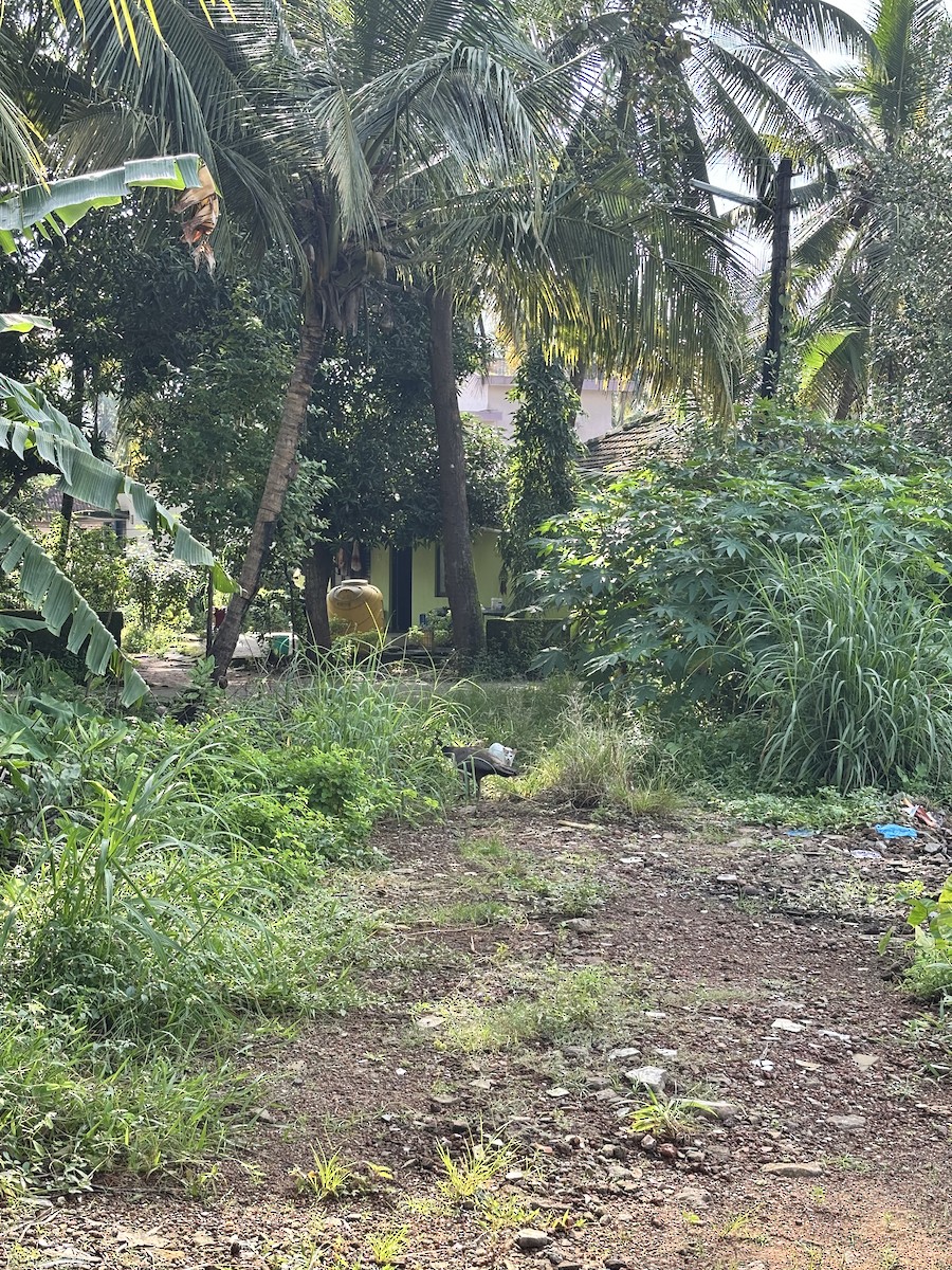 טווס הודי - ML647019833