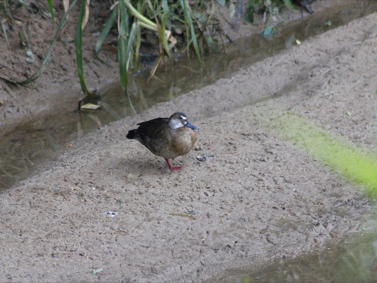 שרשיר ברזילאי - ML647019841