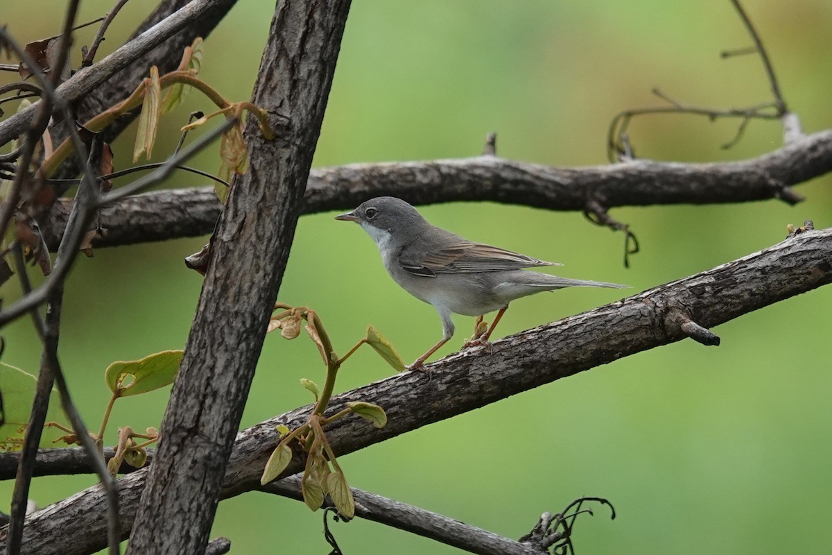 סבכי קוצים - ML647019843