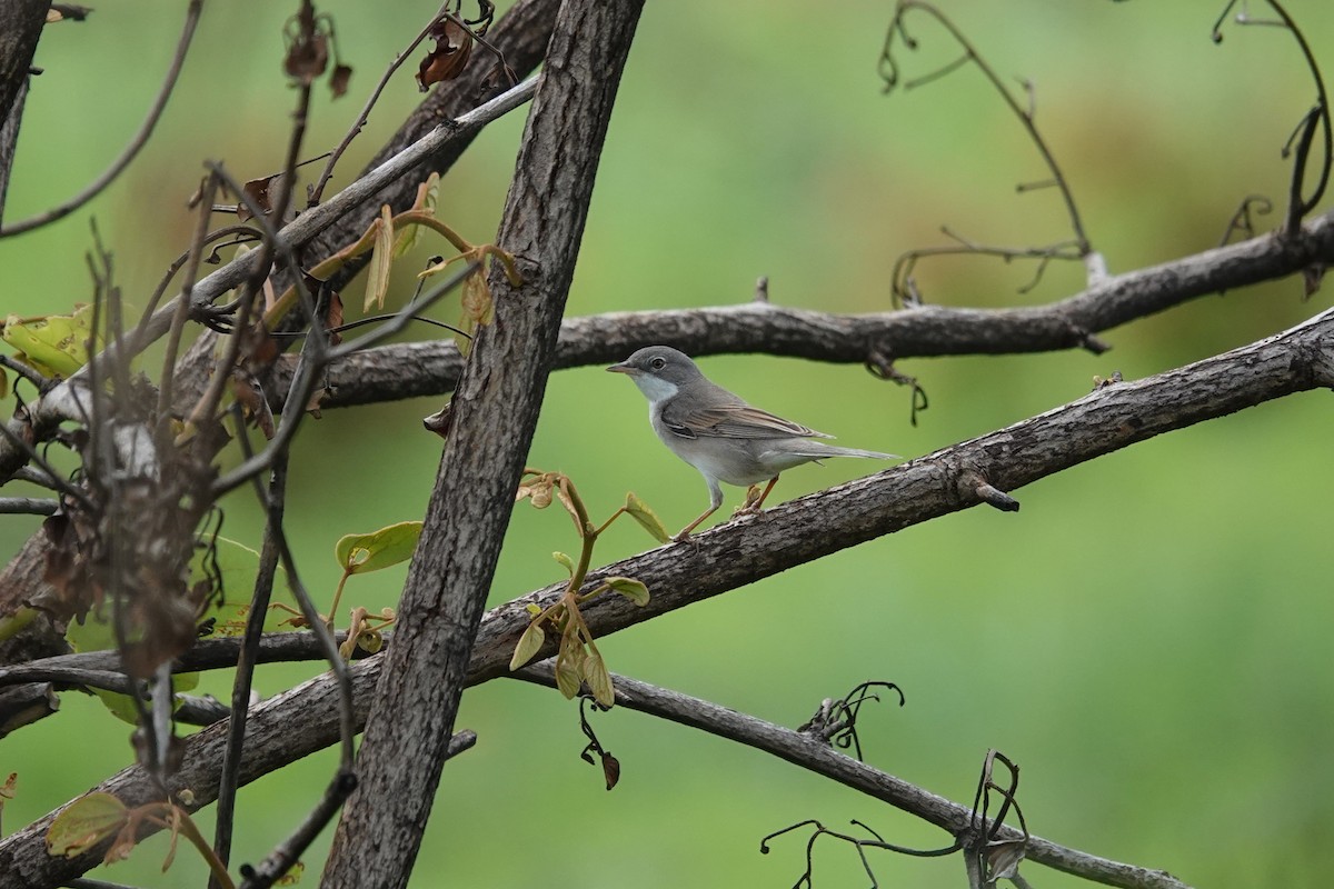 סבכי קוצים - ML647019844