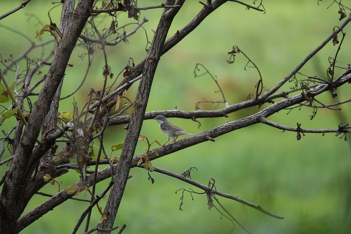 סבכי קוצים - ML647019845