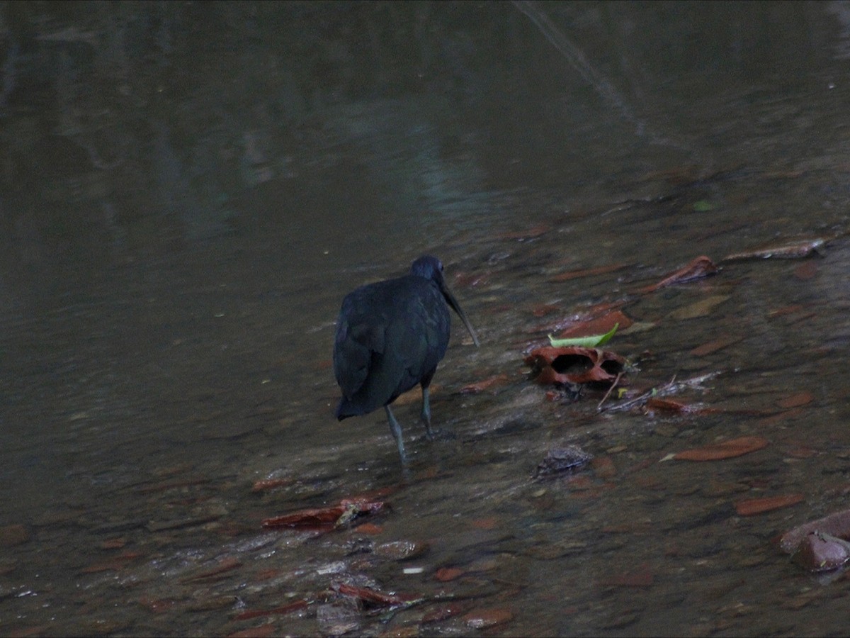 Green Ibis - ML647019846