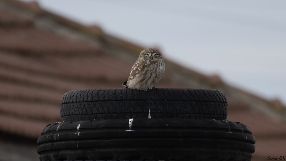 כוס החורבות - ML647019847