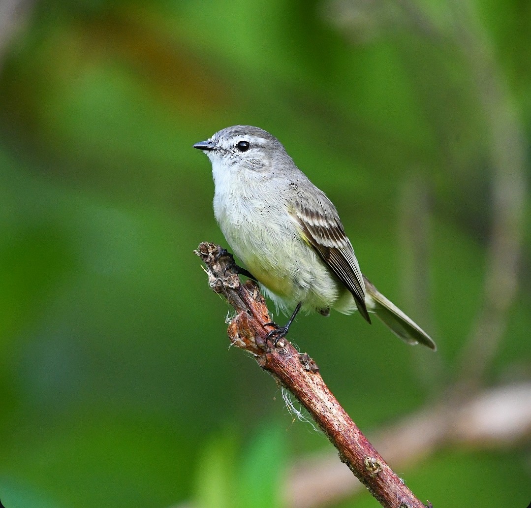 Planalto Tyrannulet - ML647019848