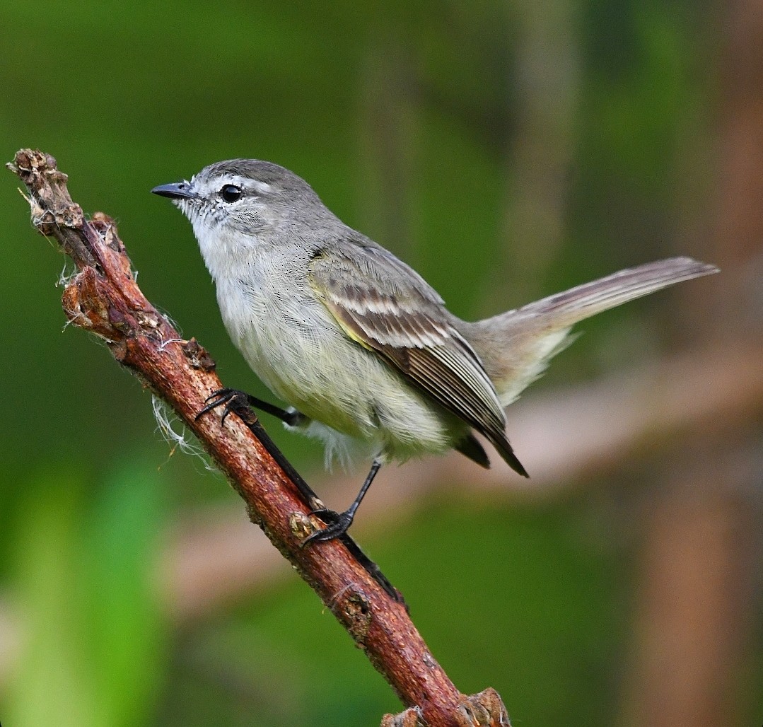 Planalto Tyrannulet - ML647019849