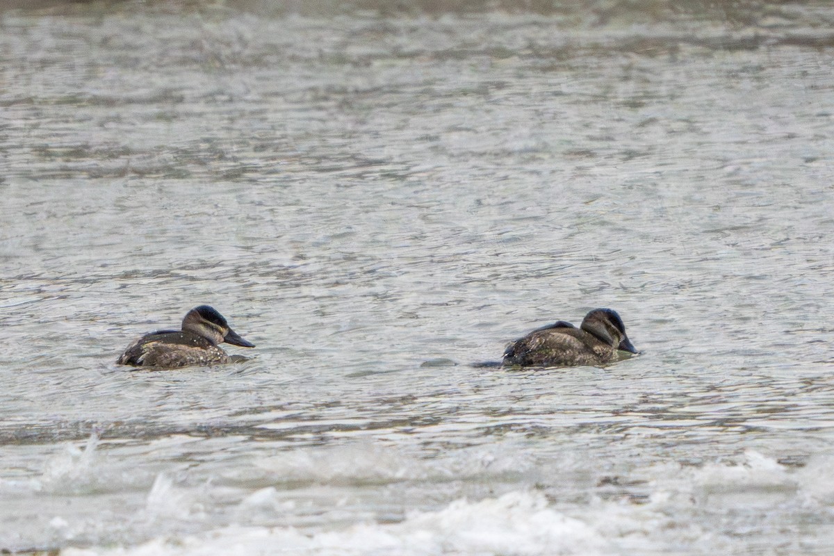 צחראש אדמוני - ML647019850
