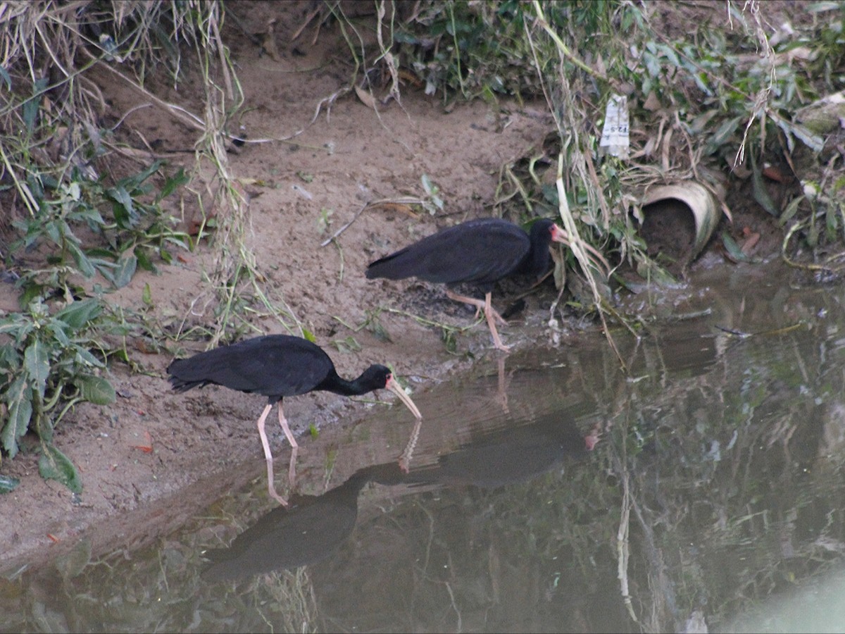 Bare-faced Ibis - ML647019851