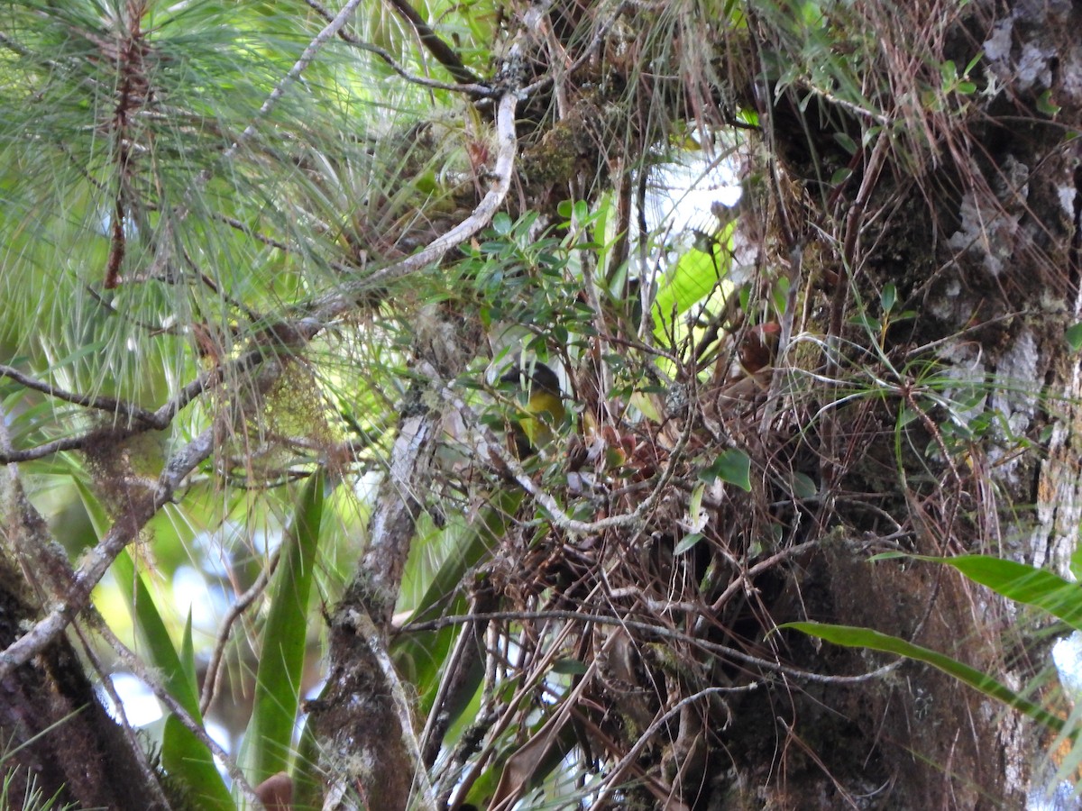 Common Chlorospingus - ML647019852