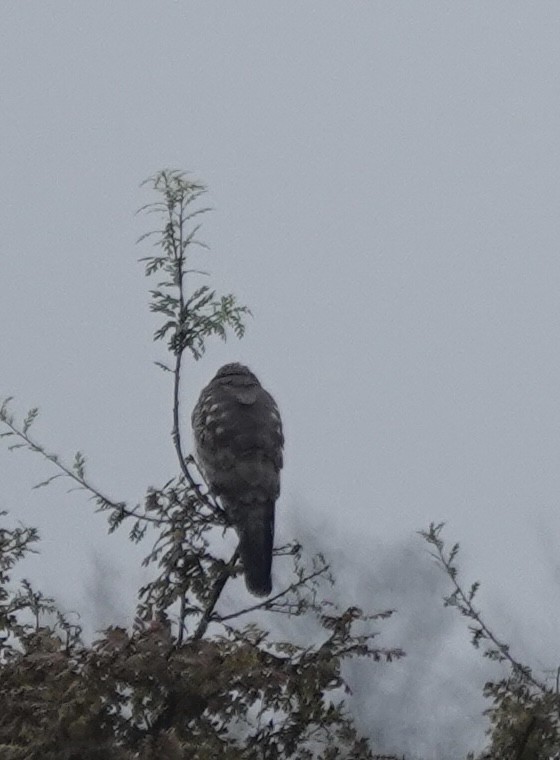 Cooper's Hawk - ML647019853