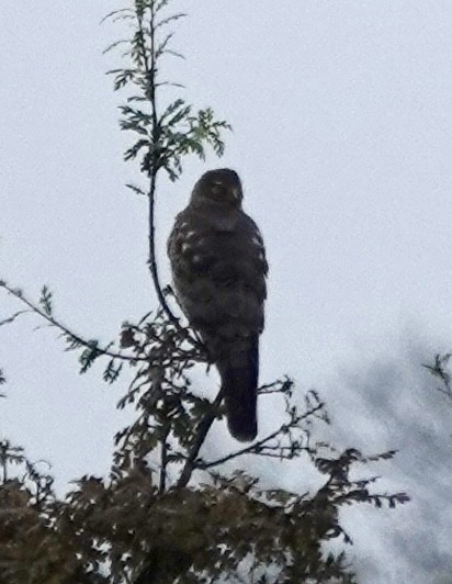 Cooper's Hawk - ML647019854