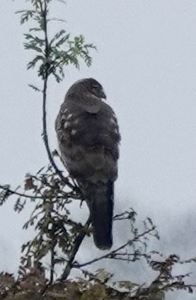 Cooper's Hawk - ML647019855