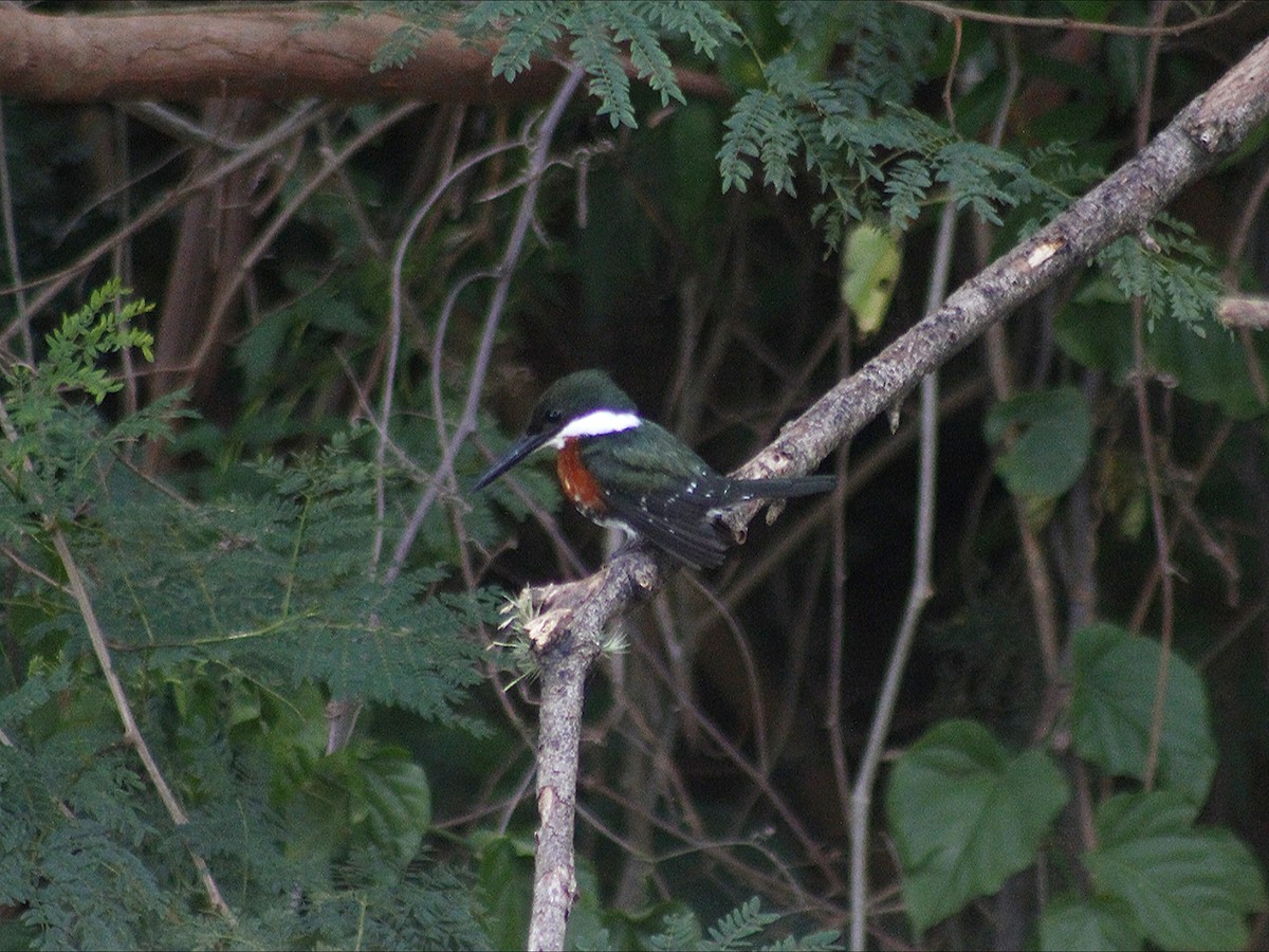 Green Kingfisher - ML647019860