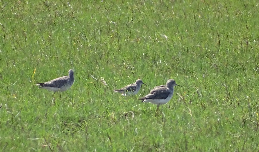 חופית לבנת-שת - ML647019861