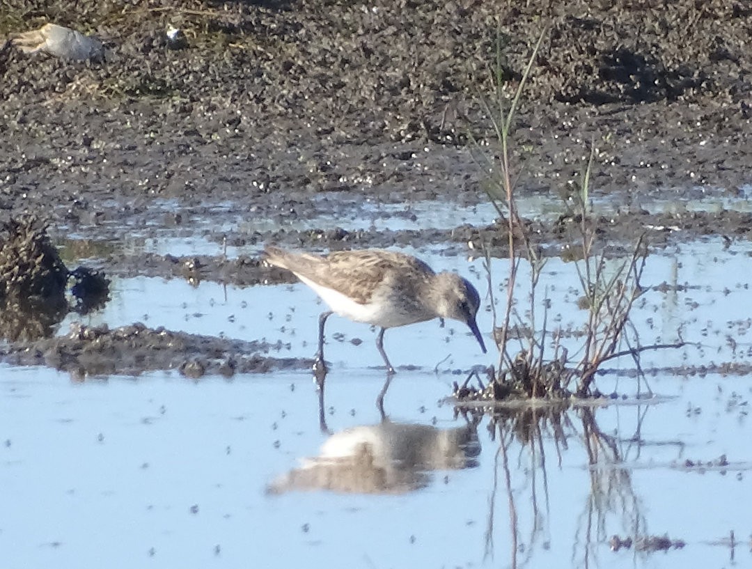 חופית לבנת-שת - ML647019862