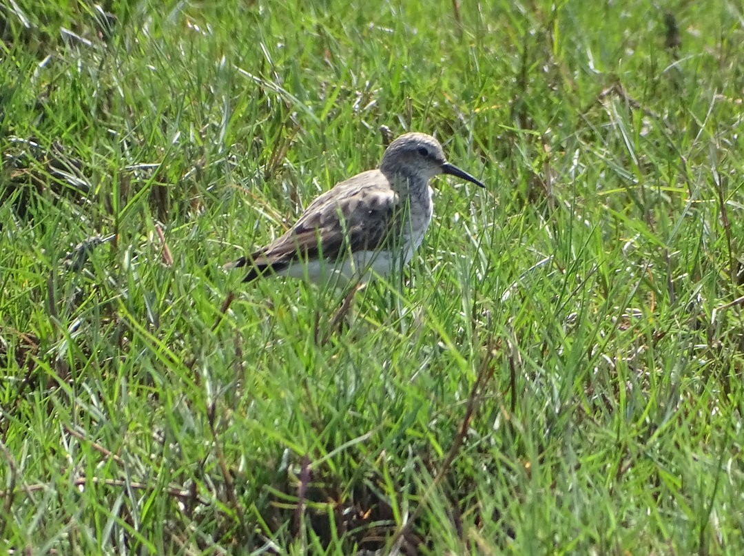 חופית לבנת-שת - ML647019863