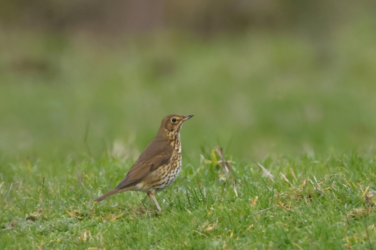 Song Thrush - ML647019864