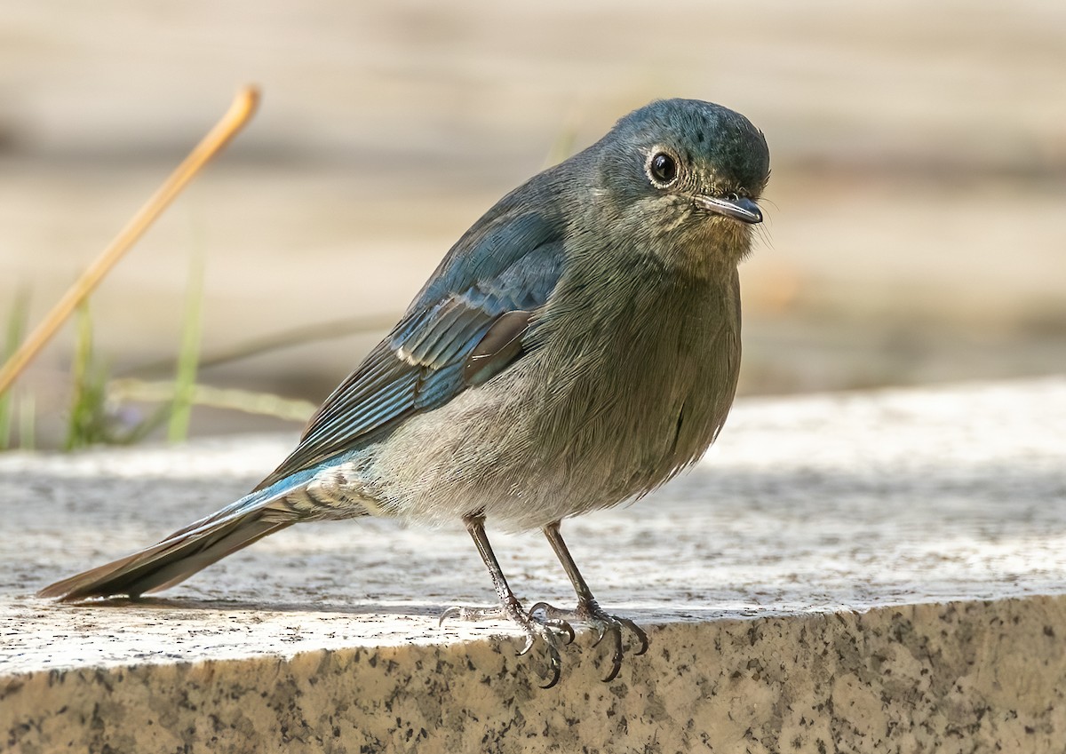 Verditer Flycatcher - ML647019865