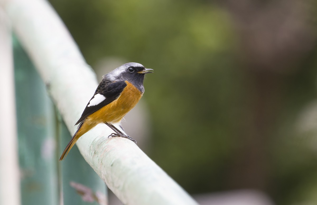 Горихвістка сибірська - ML647019871