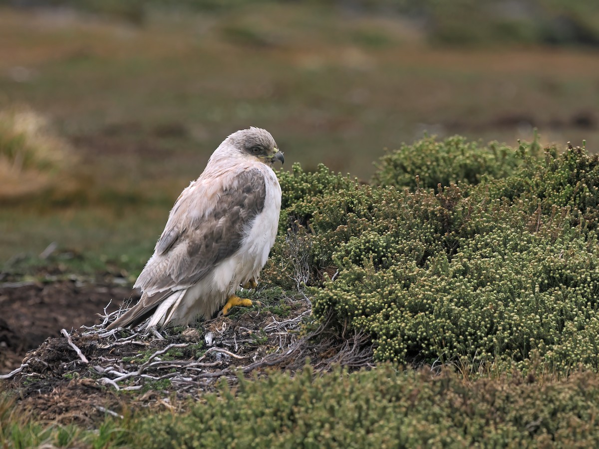 Variable Hawk - ML647019880
