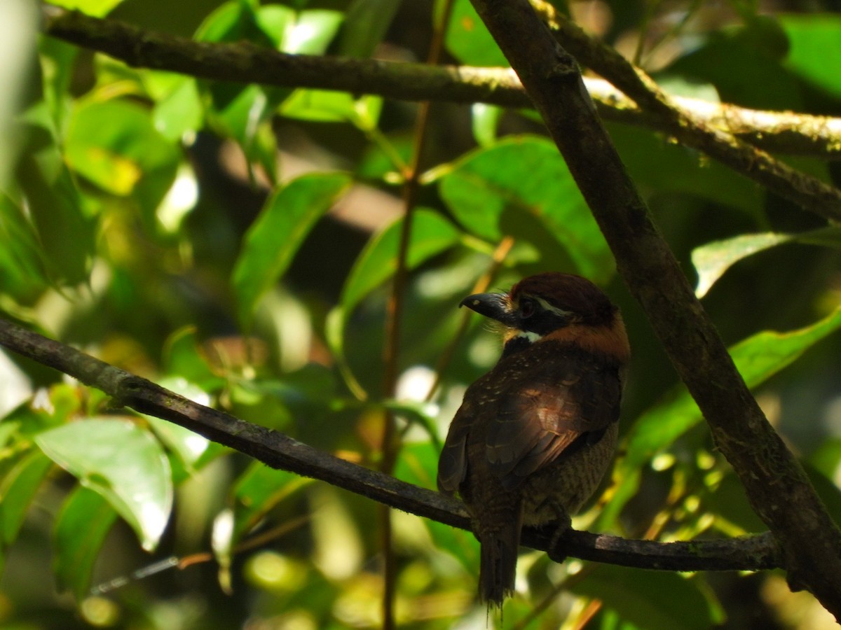 Chestnut-capped Puffbird - ML647019884