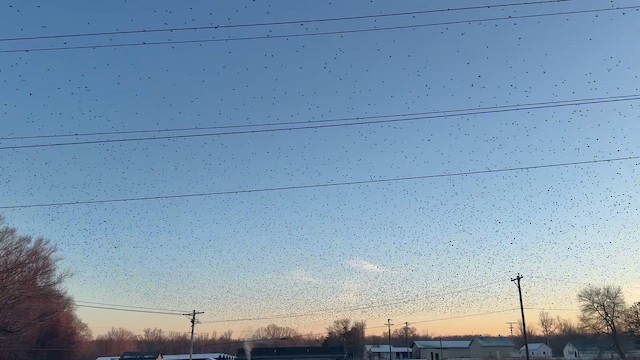 Purpurgrackel - ML647019885