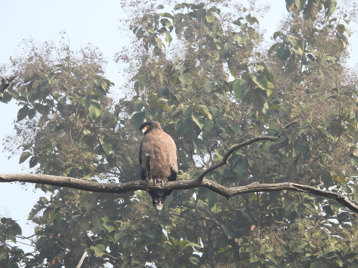 Crested Serpent-Eagle - ML647019887
