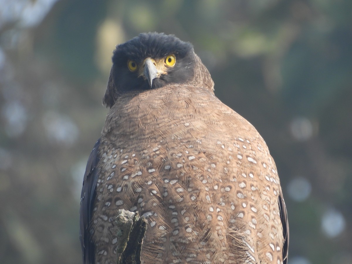 Crested Serpent-Eagle - ML647019888