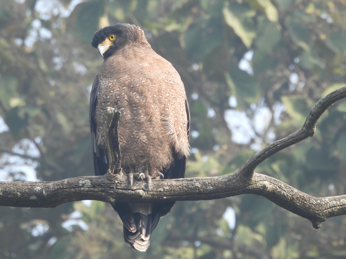 Crested Serpent-Eagle - ML647019889