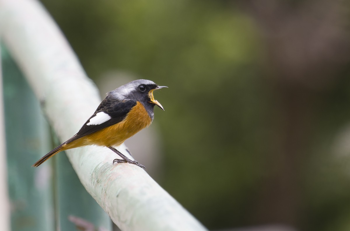 Горихвістка сибірська - ML647019890